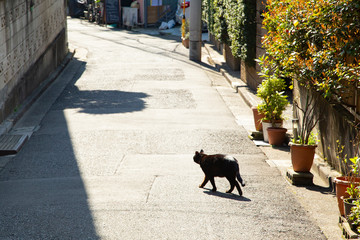 路地裏の猫