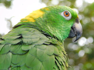 Yellow Nape Amazon