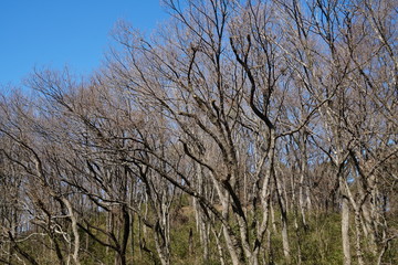 冬の雑木林