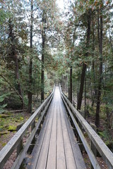 Fototapeta premium boardwalk in the forest