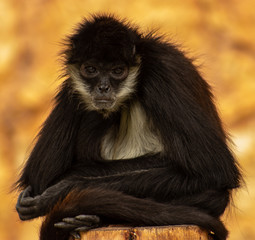 Mono observando la camara