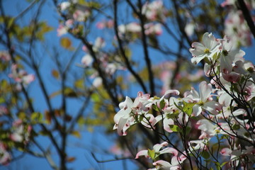 初夏の花・ハナミズキ
