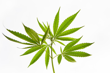 Young leaves of marijuana isolated on white