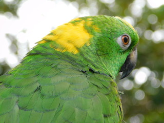 Yellow Nape Amazon