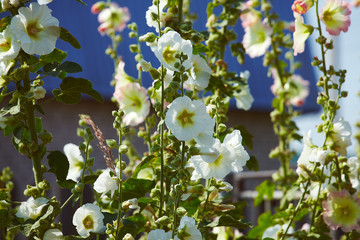 Malva blooming in garden in willage