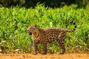 Jaguar the biggest carnivore in South America at Pantanal Of Mato Grosso, Brazil