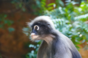delightful funny monkey on the background of wildlife