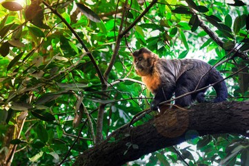 monkey on a tree