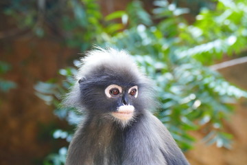 delightful funny monkey on the background of wildlife