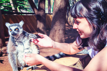 Beautiful lemur eating from the hand of a girl © evgenii