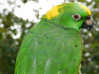 Yellow Nape Amazon