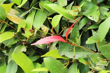 Red leaves in garden with the nature