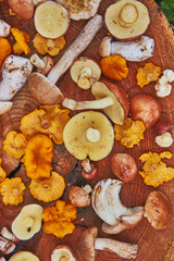 Wooden platter of mixed forest mushrooms mostly suillus, leccinum and chanterelle