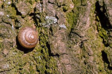 Photo of a natural still life shell of a snail close-up stuck on the bark of a tree in the forest