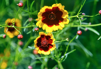Flowers of the Brazilian flora. Exotic, wild, cerrado, gardens, mountains, cave fields of Minas Gerais