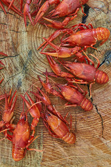 Crawfish cooked and served on wooden background