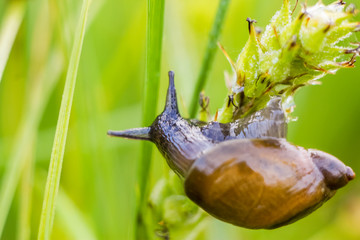 Close-up of a snail sitting on a green leaf in drops of morning dew on a blurred background