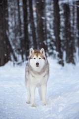 Gorgeous, beautiful and free Siberian Husky dog standing on the snow path in the winter forest at sunset.