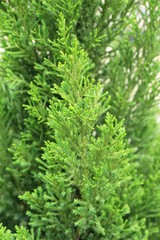 Fern is beautiful in garden with nature