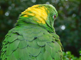 Yellow Nape Amazon
