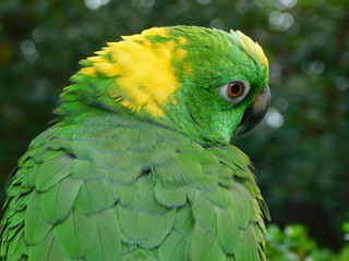 Yellow Nape Amazon