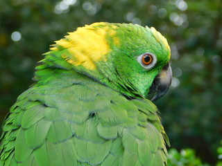 Yellow Nape Amazon