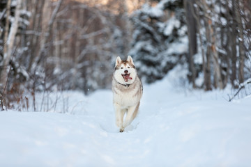Happy,cute and funny siberian husky dog with tonque hanging out running on the snow in the winter forest