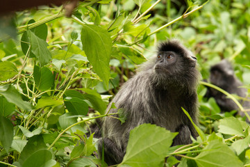 monos en la jungla del parque natural de Bako en el Borneo malayo