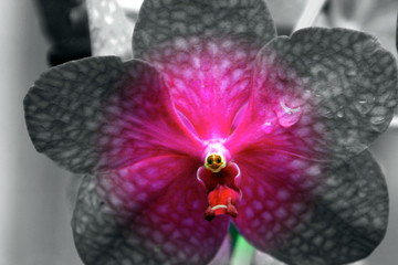 Flowers of the Brazilian flora. Exotic, wild, cerrado, gardens, mountains, cave fields of Minas Gerais