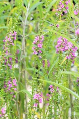 Purple salvia flowers at beautiful in garden