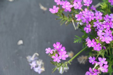 Fototapeta na wymiar Purple flower is beauty in the garden