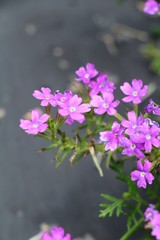 Purple flower is beauty in the garden