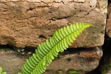 Fern is beautiful in garden with nature