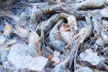 Fresh shrimp for cooking at street food