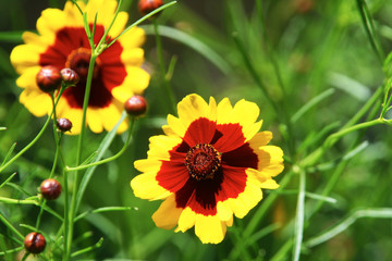 Flowers of the Brazilian flora. Exotic, wild, savanah, gardens, mountain of Minas Gerais