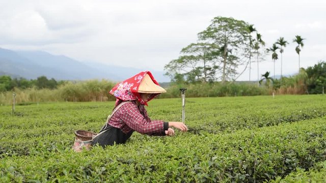 working at tea farm