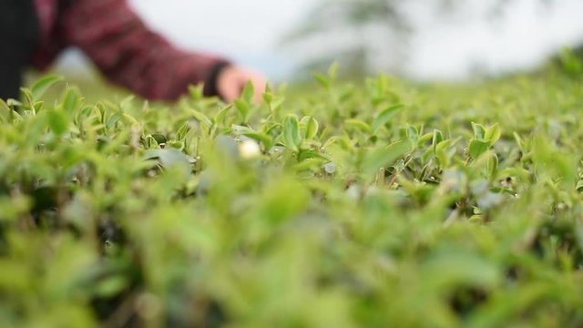 working at tea farm