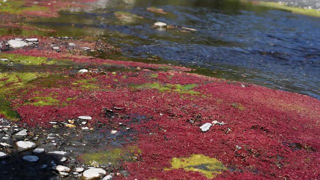 colorful red azolla floating of the river