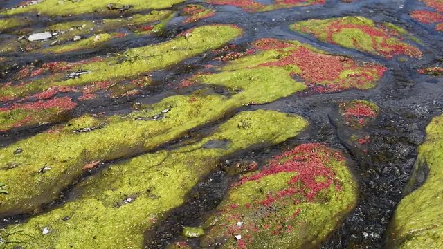 colorful red azolla floating of the river