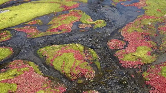colorful red azolla floating of the river
