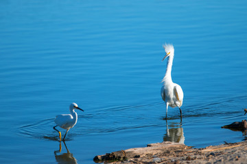 White Egrets reflecting in Santa Clara river at the McGrath State park reserve in Ventura California USA