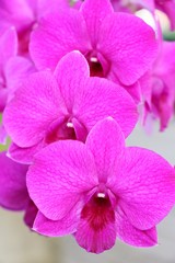 Fototapeta na wymiar Orchid flower at beautiful in the nature