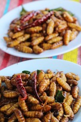 Fried silk worms delicious in street food