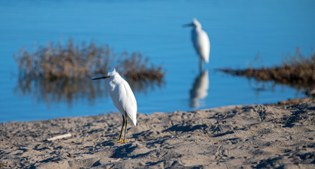 White Egrets reflecting in Santa Clara river at the McGrath State park reserve in Ventura California USA