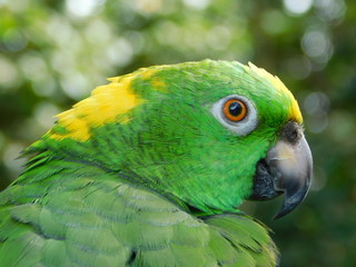 Yellow Nape Amazon