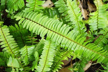 Fern is beautiful in garden with nature