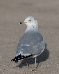 Portrait of a seagull