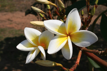 Fototapeta premium Flowers of the Brazilian flora. Exotic, wild, savanah, gardens, mountain of Minas Gerais