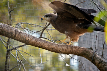 black kite about to take off