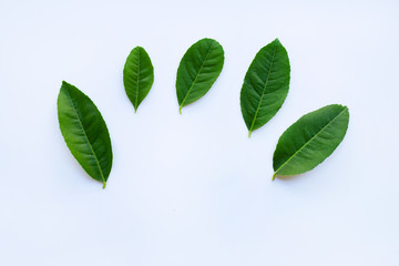 Lemon leaves on white